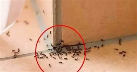 釘子頭 家裡突然 很多螞蟻